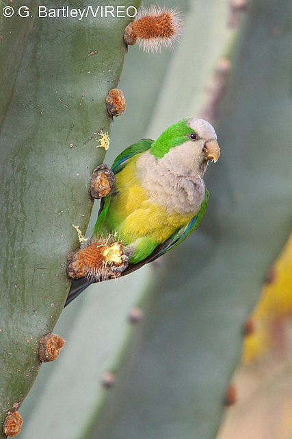 Monk Parakeet b57-19-120.jpg